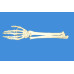 Human Right Hand with Ulna and Radius Skeleton Model, Life Size Human Right Hand with Ulna and Radius Skeleton Model, Life Size