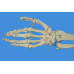 Human Right Hand with Ulna and Radius Skeleton Model, Life Size Human Right Hand with Ulna and Radius Skeleton Model, Life Size