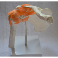 Functional Shoulder Joint Model, Life Size Functional Shoulder Joint Model, Life Size