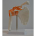 Functional Shoulder Joint Model, Life Size Functional Shoulder Joint Model, Life Size