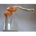 Functional Shoulder Joint Model, Life Size Functional Shoulder Joint Model, Life Size