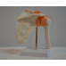 Functional Shoulder Joint Model, Life Size Functional Shoulder Joint Model, Life Size