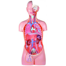 Anatomical Classic Unisex Torso, 17-part, Open Back, Life Size 85cm