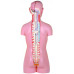 Anatomical Classic Unisex Torso, 17-part, Open Back, Life Size 85cm