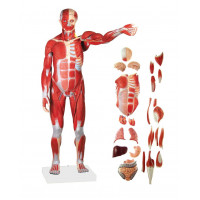 Human Muscular Figure Model, 27-part, 1/2 Life Size Human Muscular Figure Model, 27-part, 1/2 Life Size