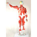 Human Muscular Figure Model, 27-part, 1/2 Life Size 