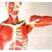 Human Muscular Figure Model, 27-part, 1/2 Life Size 