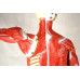 Human Muscular Figure Model, 27-part, 1/2 Life Size 
