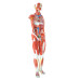 Human Muscular Figure Model, 27-part, 1/2 Life Size 