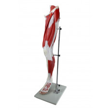 Muscular Leg Model, 13 Parts, Life Size