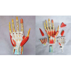 Hand Model with Ligaments, Muscles, Nerves and Arteries, 7-Part, Life Size