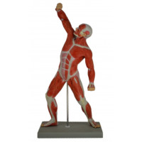 Human Muscular Figure Model, 1/4 Life Size Human Muscular Figure Model, 1/4 Life Size