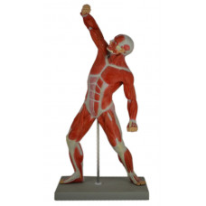 Human Muscular Figure Model, 1/4 Life Size  