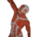 Human Muscular Figure Model, 1/4 Life Size  