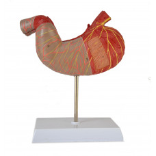Medical Anatomical Stomach Model, 2-part, Numbered, 1.5X Enlarged  