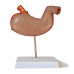 Medical Anatomical Stomach Model, 2-part, Numbered, 1.5X Enlarged  