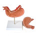Medical Anatomical Stomach Model, 2-part, Numbered, 1.5X Enlarged  