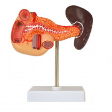 Human Pancreas, Duedenum, Spleen Model, Numbered, Life Size