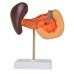 Human Pancreas, Duedenum, Spleen Model, Numbered, Life Size Human Pancreas, Duedenum, Spleen Model, Numbered, Life Size
