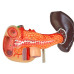 Human Pancreas, Duedenum, Spleen Model, Numbered, Life Size Human Pancreas, Duedenum, Spleen Model, Numbered, Life Size