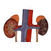 Male Urinary System Model, Numbered, Upright Version