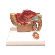 Anatomical Median Section of Male Pelvis Model