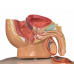 Anatomical Median Section of Male Pelvis Model Anatomical Median Section of Male Pelvis Model