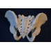 Pelvic Skeleton, Male, Life Size