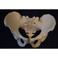Pelvic Skeleton, Male, Life Size