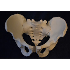 Pelvic Skeleton, Male, Life Size