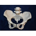 Female Pelvic Skeleton w/4th 5th Vertebrae, Flexible, Elastic Band Connected with Movable Joint, Life Size
