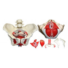 Anatomical Female Pelvis Model with Removable Organs, 6-part, Life Size