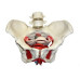 Anatomical Female Pelvis Model with Removable Organs, 6-part, Life Size Anatomical Female Pelvis Model with Removable Organs, 6-part, Life Size