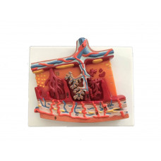 Anatomical Human Placenta, Section, Enlarged Model