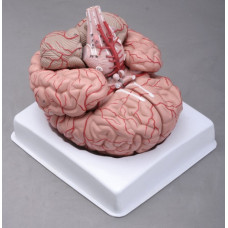 Brain, with Arteries, 9 parts, life size