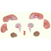 Brain, with Arteries, 9 parts, life size