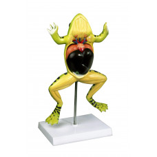Frog dissection model, 4-part, Numbered, 3X  