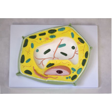 Plant Cell Model, 20,000X Enlarged 