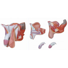 Male Genital Organ, 4-part, Numbered, Life Size