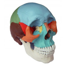 Adult Osteopathic Skull Model, 22-part, Didactic Colored
