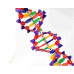 Anatomical Human DNA Model Anatomical Human DNA Model