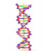 Anatomical Human DNA Model Anatomical Human DNA Model