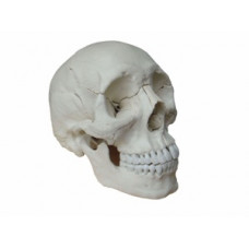 Adult Osteopathic Skull Model, 22-part, Bone Color