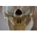 Adult Osteopathic Skull Model, 22-part, Bone Color Adult Osteopathic Skull Model, 22-part, Bone Color