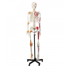 Skeleton, Muscular Painted, With Ligament,  Numbered, Life Size, 170cm