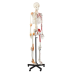 Skeleton, Muscular Painted, With Ligament,  Numbered, Life Size, 170cm