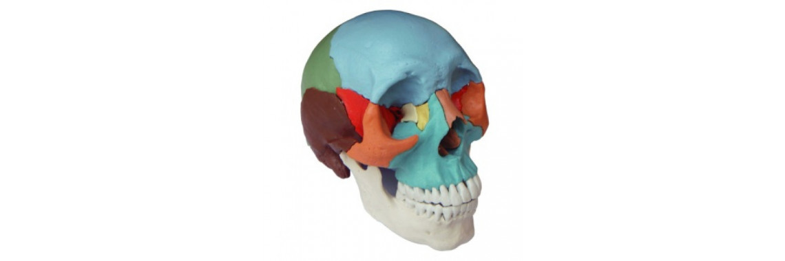 Adult Osteopathic Skull Model