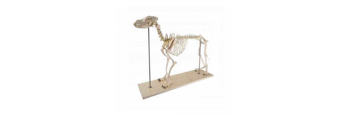 Canine (Dog) Skeleton Model