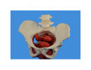 Pelvis