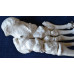 Skeleton, Disarticulate, Life-size, 170cm Skeleton, Disarticulate, Life-size, 170cm